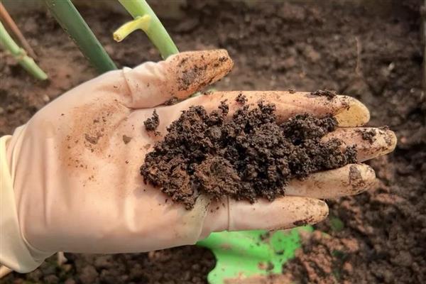 金鱼吊兰能否养在卧室中，放在卧室内可以净化空气