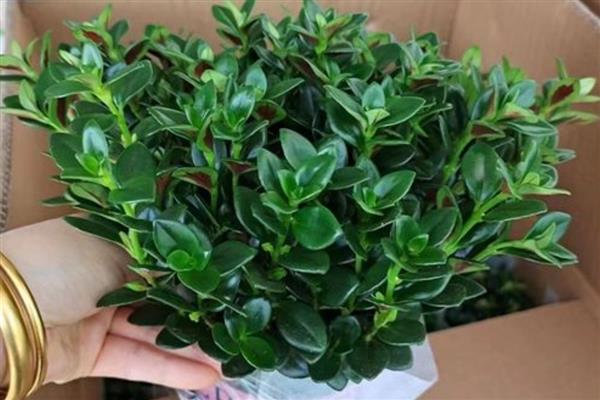 金鱼吊兰能否养在卧室中，放在卧室内可以净化空气
