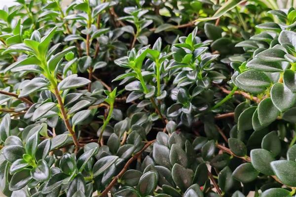 金鱼吊兰能否养在卧室中，放在卧室内可以净化空气