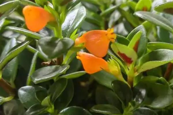 金鱼吊兰能否养在卧室中，放在卧室内可以净化空气