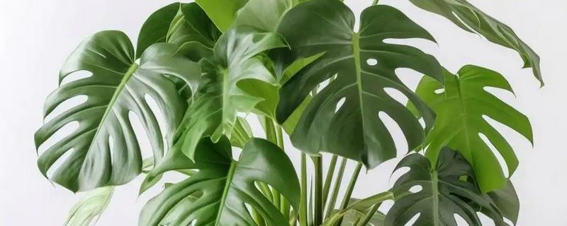 小龟背竹多久会开裂，必须要养殖一年以上