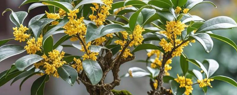 在家养桂花的风水作用好不好，象征不吉具有凶祸之兆
