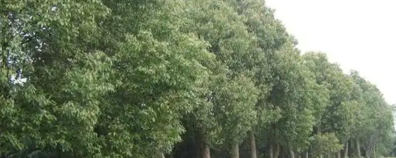 乔木和灌木有什么区别，高度、形态等方面都不同