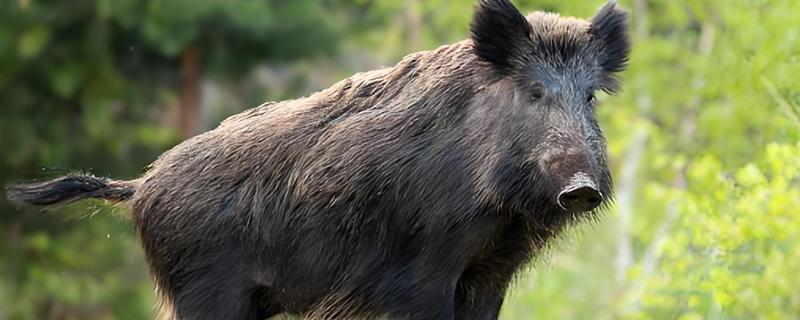 野猪晚上害怕什么，对老虎、熊等猛兽感到害怕