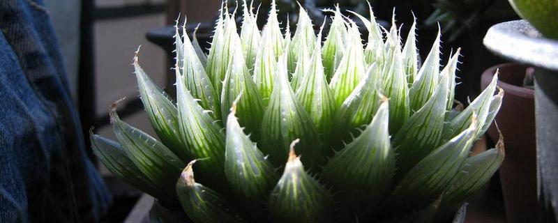 水晶掌开花好吗，水晶掌开花不好