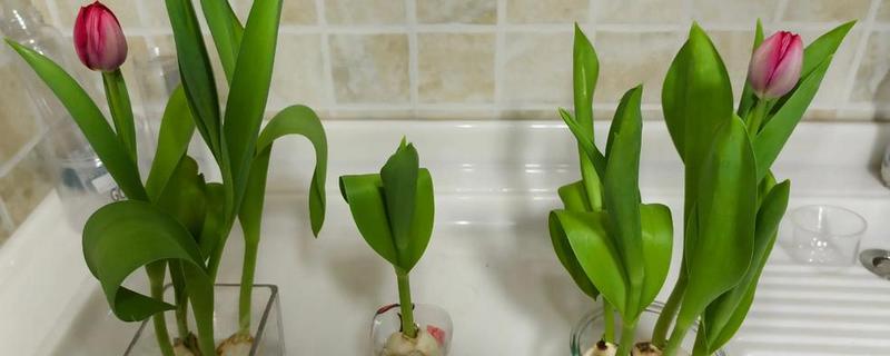 水培郁金香的花期，只能持续半个月左右