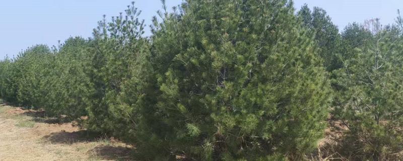 白皮松发黄怎么办，发生叶枯病可喷施敌可松溶液