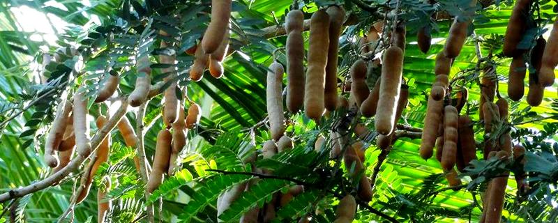 酸角和甜角的区别，口感和外形均不同