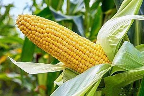 利禾522玉米种子介绍，适宜播种期4月下旬～5月上旬