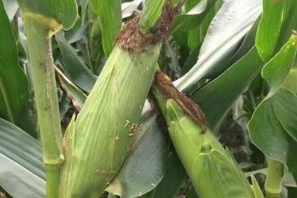 宇科101玉米品种的特性，适宜密度5000株/亩左右