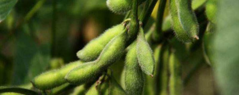 蒙豆105大豆种子简介，5月中旬播种