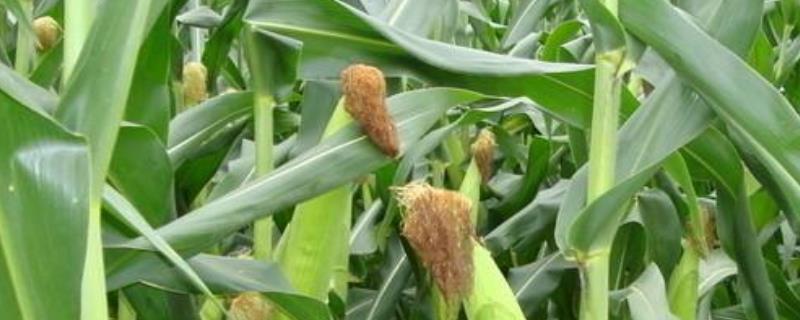 宇科101玉米品种的特性，适宜密度5000株/亩左右