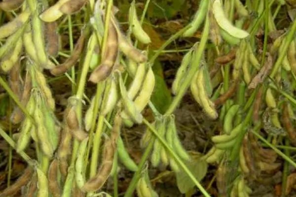 蒙豆105大豆种子简介，5月中旬播种
