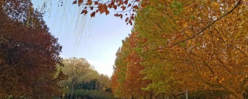 法国梧桐的品种，国内常见的是一、二、三球悬铃木