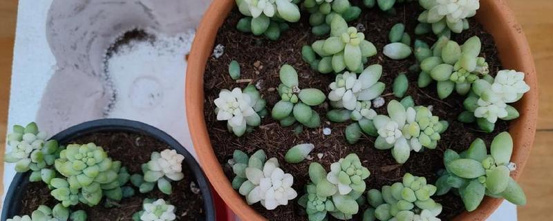 多肉怎么换盆，用高锰酸钾溶液浸泡晾干后再种植