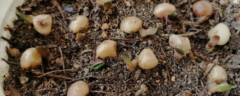 君子兰种子的成熟时间，大约是在10月份