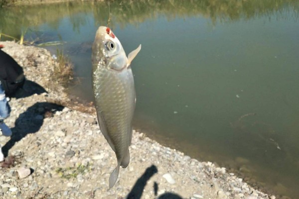 野钓鲫鱼如何打窝，将酒米作为窝料效果较好