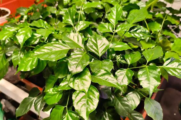 对幸福树浇透水的方法，以盆底有水珠渗出时为宜