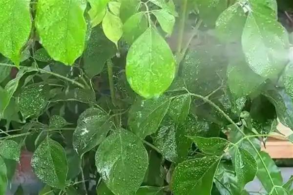 对幸福树浇透水的方法，以盆底有水珠渗出时为宜