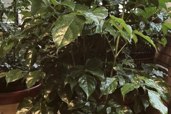 对幸福树浇透水的方法，以盆底有水珠渗出时为宜