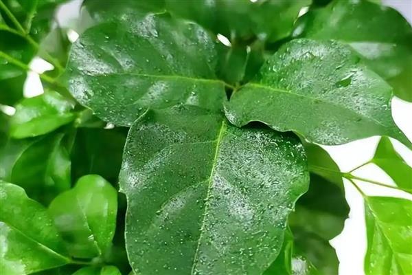 对幸福树浇透水的方法，以盆底有水珠渗出时为宜