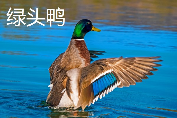 野鸭有什么品种,分为绿头鸭、针尾鸭等多个种类