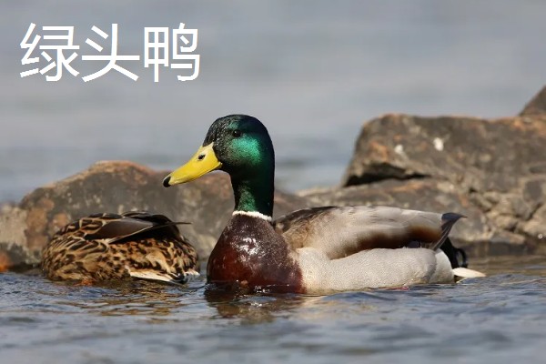 野鸭有什么品种,分为绿头鸭、针尾鸭等多个种类