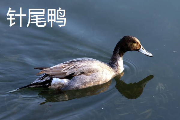 野鸭有什么品种,分为绿头鸭、针尾鸭等多个种类