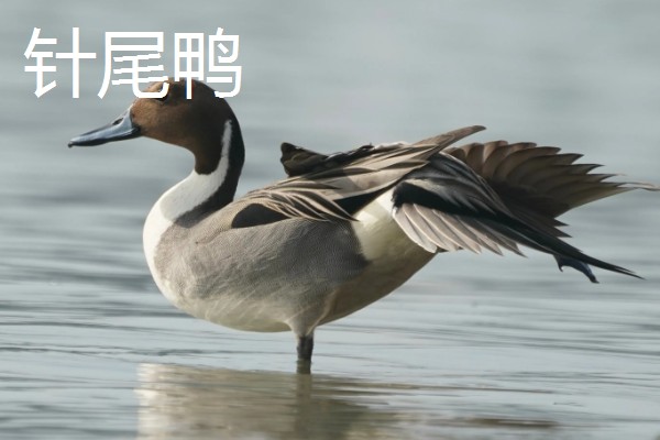 野鸭有什么品种,分为绿头鸭、针尾鸭等多个种类