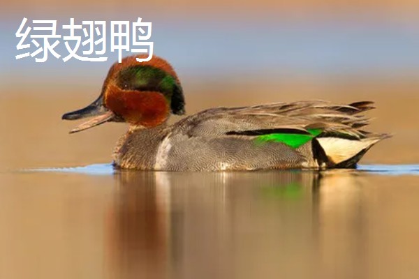 野鸭有什么品种,分为绿头鸭、针尾鸭等多个种类
