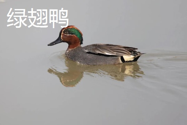 野鸭有什么品种,分为绿头鸭、针尾鸭等多个种类