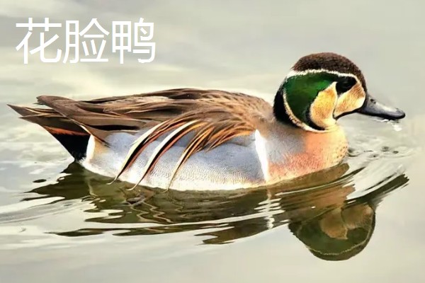 野鸭有什么品种,分为绿头鸭、针尾鸭等多个种类