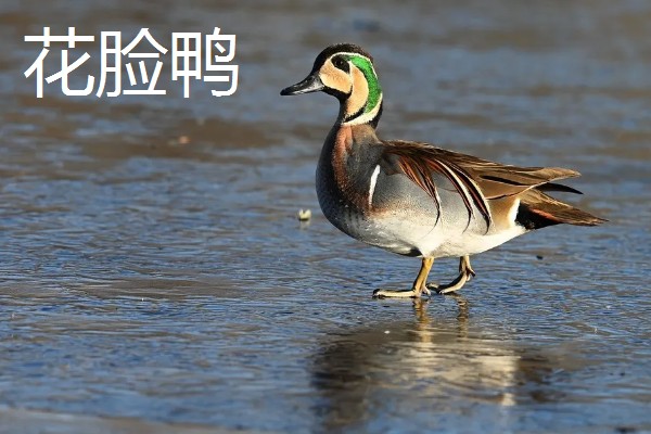 野鸭有什么品种,分为绿头鸭、针尾鸭等多个种类