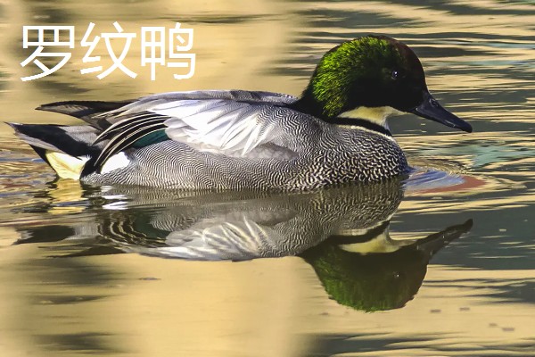 野鸭有什么品种,分为绿头鸭、针尾鸭等多个种类