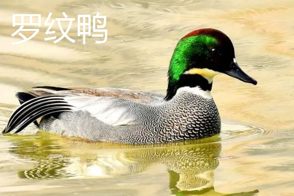 野鸭有什么品种,分为绿头鸭、针尾鸭等多个种类