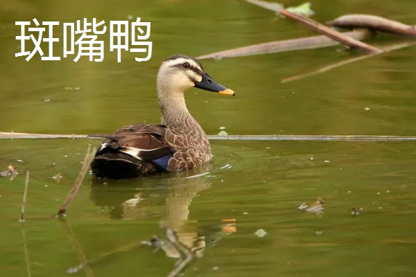 野鸭有什么品种,分为绿头鸭、针尾鸭等多个种类