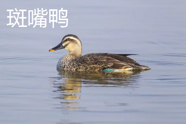 野鸭有什么品种,分为绿头鸭、针尾鸭等多个种类