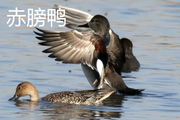 野鸭有什么品种,分为绿头鸭、针尾鸭等多个种类