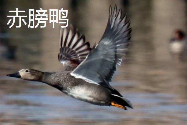 野鸭有什么品种,分为绿头鸭、针尾鸭等多个种类