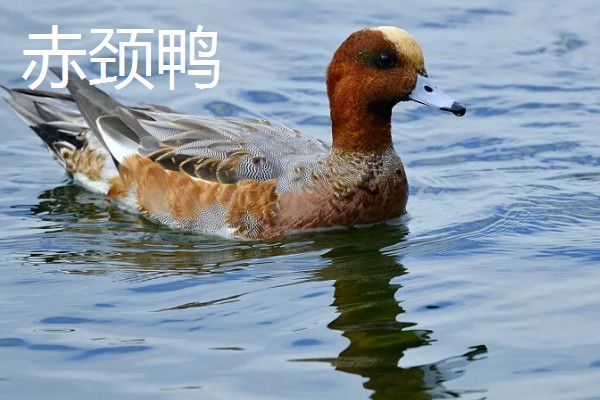 野鸭有什么品种,分为绿头鸭、针尾鸭等多个种类