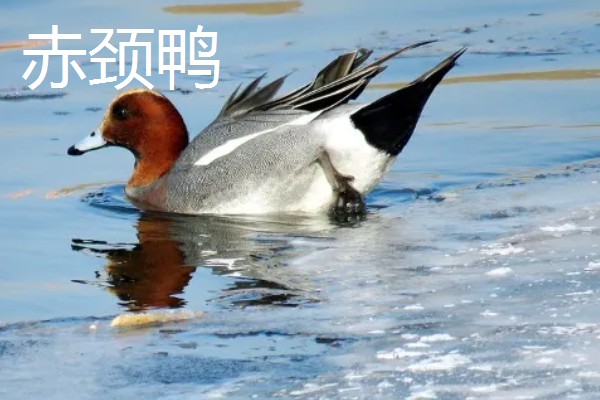 野鸭有什么品种,分为绿头鸭、针尾鸭等多个种类