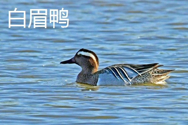 野鸭有什么品种,分为绿头鸭、针尾鸭等多个种类