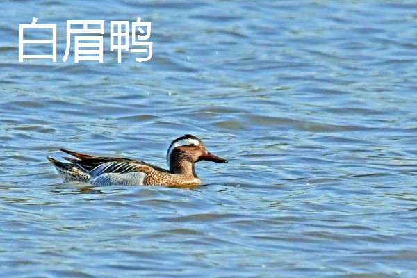 野鸭有什么品种,分为绿头鸭、针尾鸭等多个种类