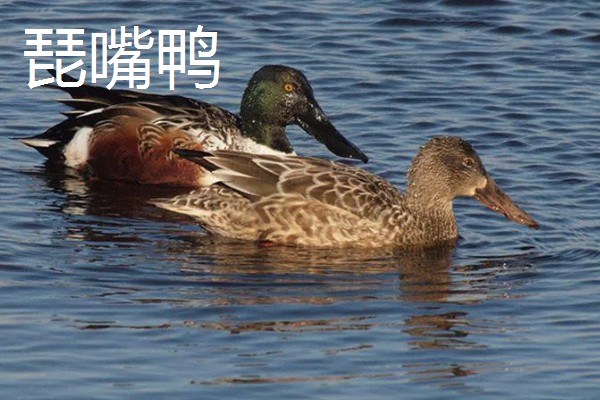 野鸭有什么品种,分为绿头鸭、针尾鸭等多个种类