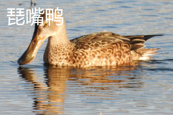 野鸭有什么品种,分为绿头鸭、针尾鸭等多个种类