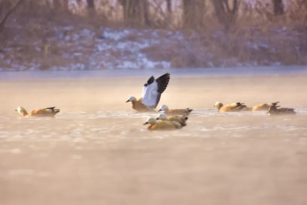 野鸭有什么品种,分为绿头鸭、针尾鸭等多个种类