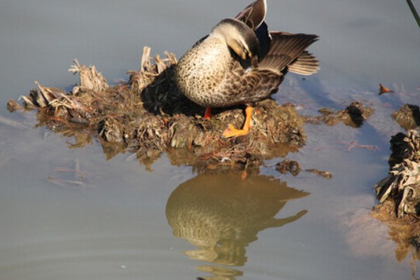 野鸭有什么品种,分为绿头鸭、针尾鸭等多个种类