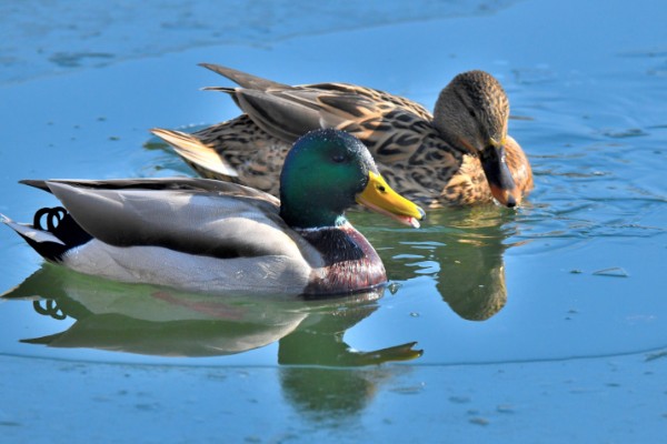 野鸭有什么品种,分为绿头鸭、针尾鸭等多个种类