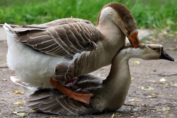 母鹅如何受精,公鹅会踩在母鹅背上与它交配