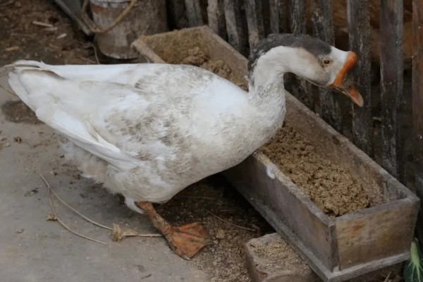 母鹅如何受精,公鹅会踩在母鹅背上与它交配